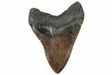Fossil Megalodon Tooth - Chocolate Brown #325247-2